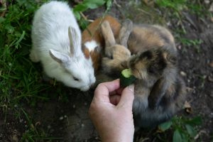 Can Rabbits Eat Cucumber? - Every Bunny Welcome
