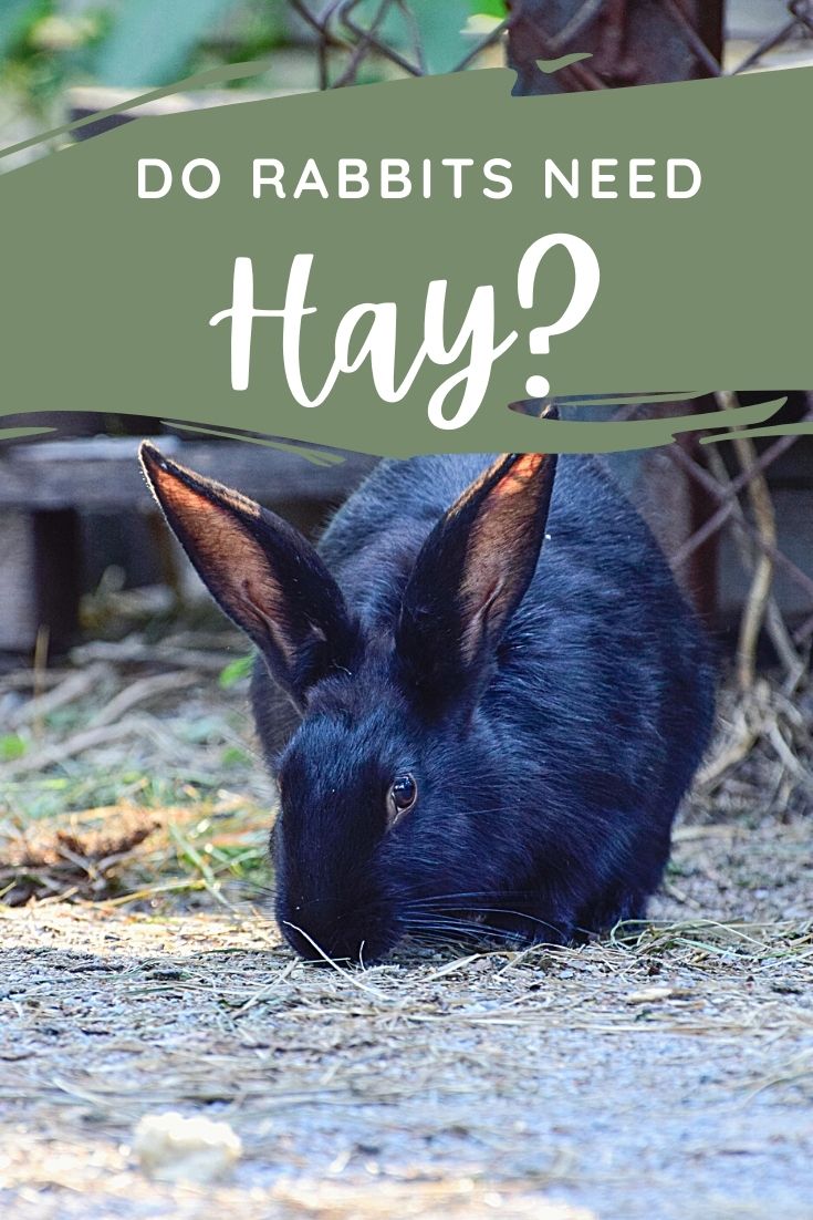 Do Rabbits Need Hay? Every Bunny