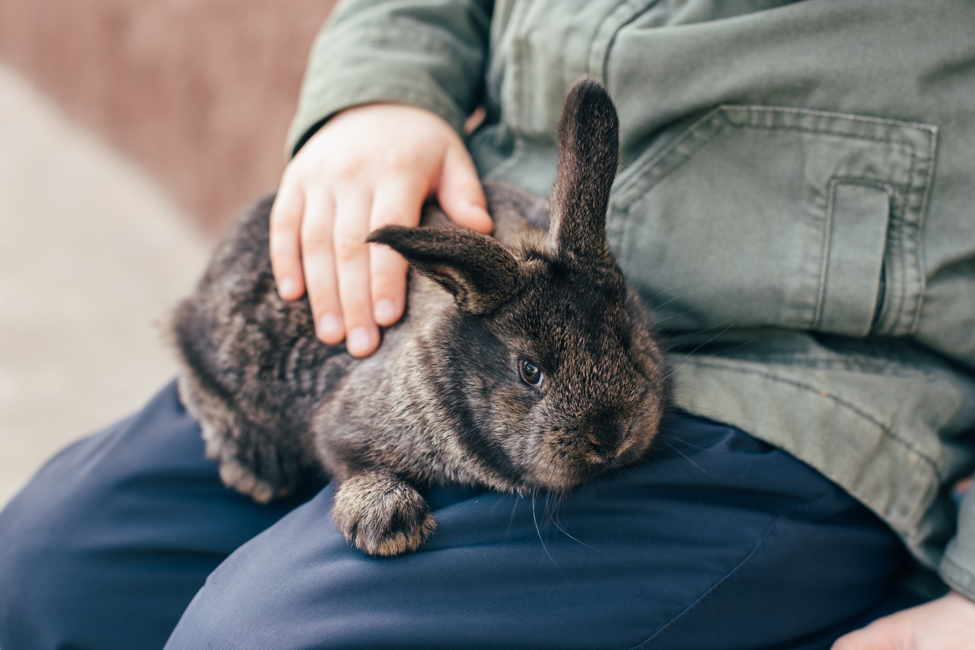 brown rabbit in lap