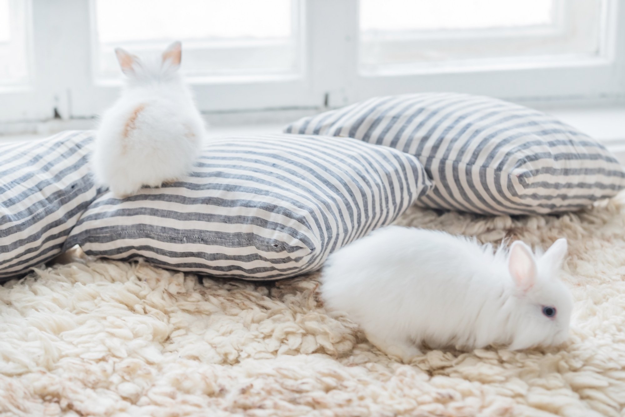 2 white rabbits playing on carpet