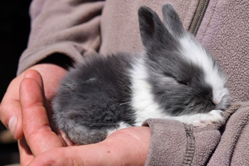 grey and white rabbit up close