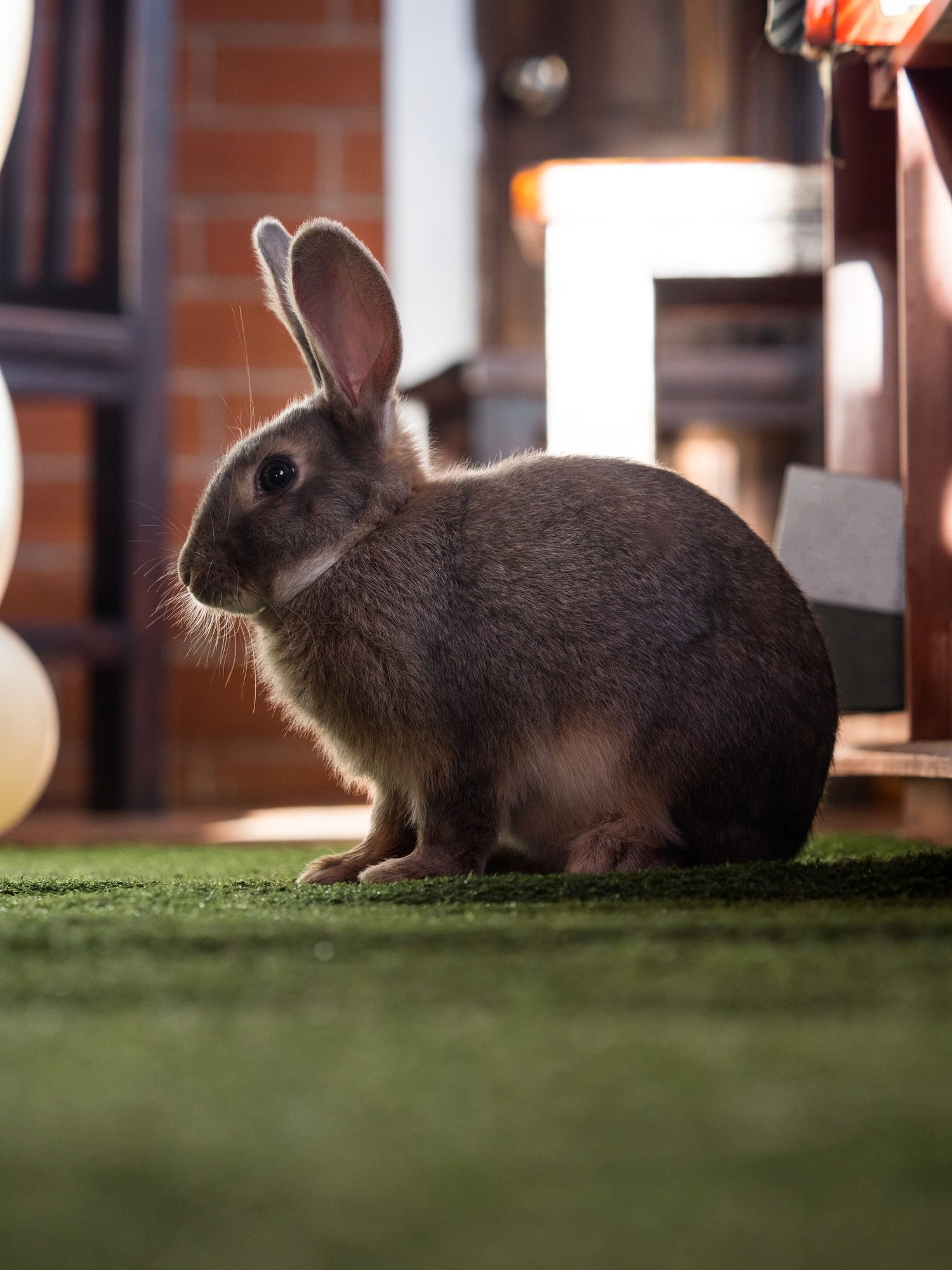 How to Stop Rabbits from Chewing Carpets Every Bunny