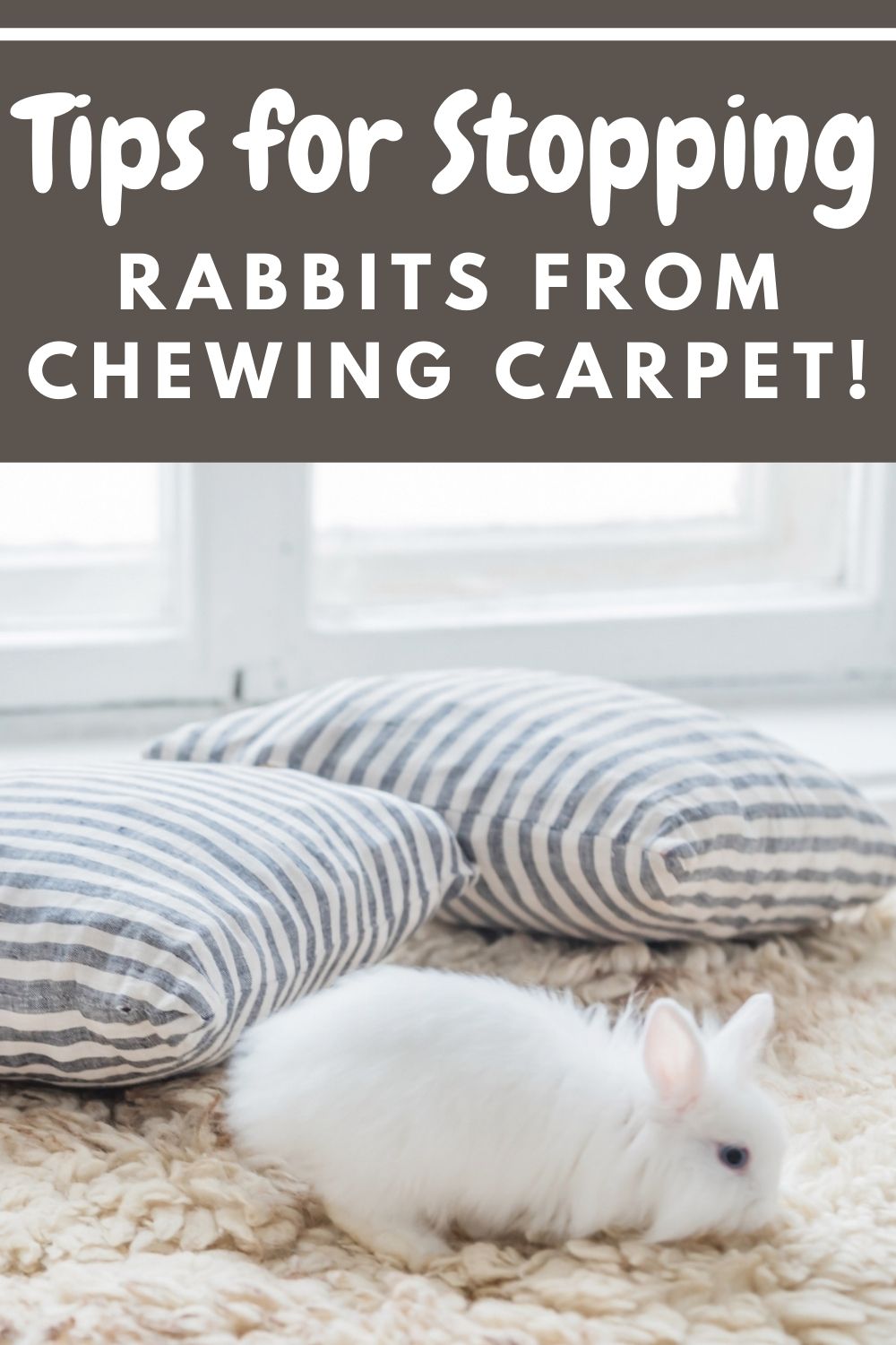 How to Stop Rabbits from Chewing Carpets Every Bunny