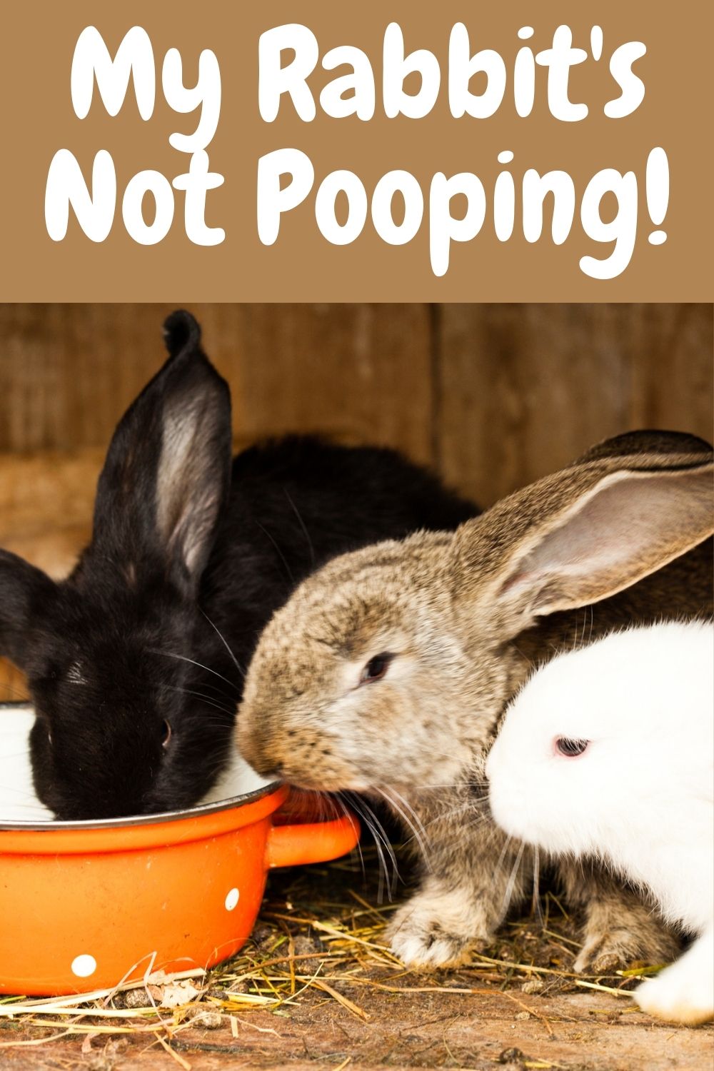 What to Do if Your Rabbit's Not Pooping Every Bunny