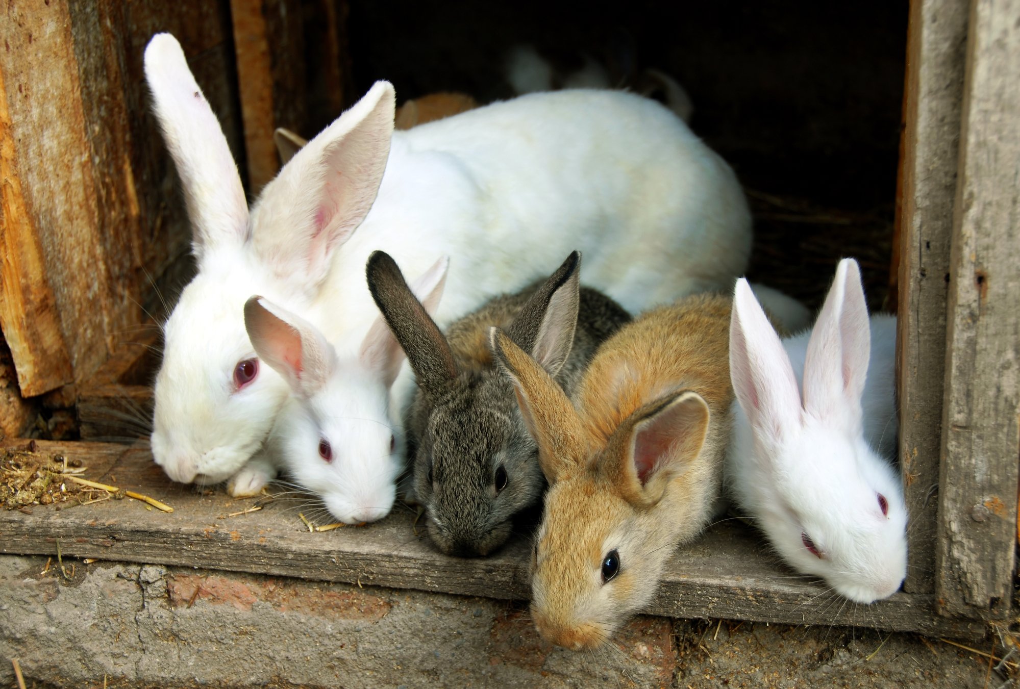 What to Do if Your Rabbit's Not Pooping Every Bunny