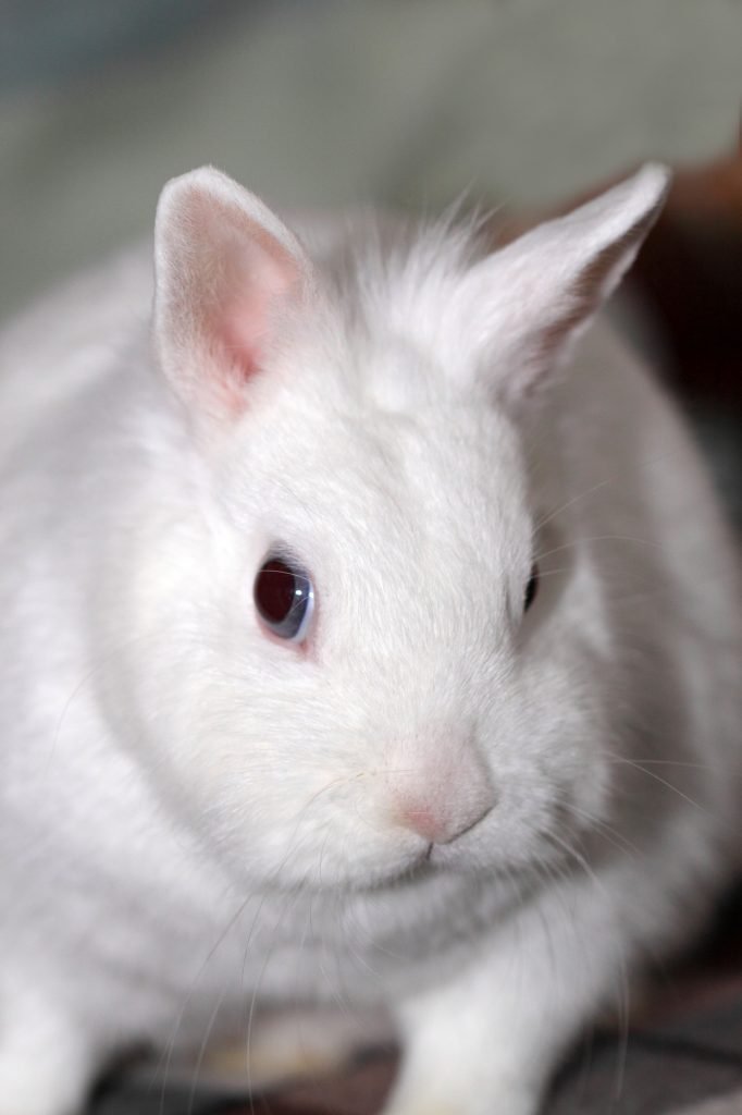 white rabbit up close