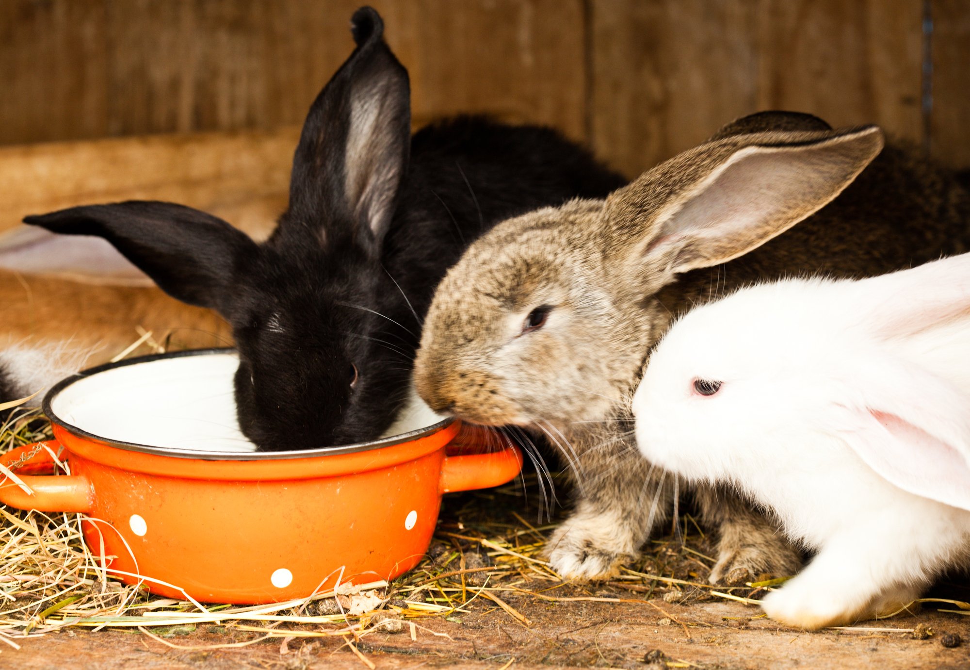 3 rabbit eating