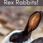 side shot of rex rabbit