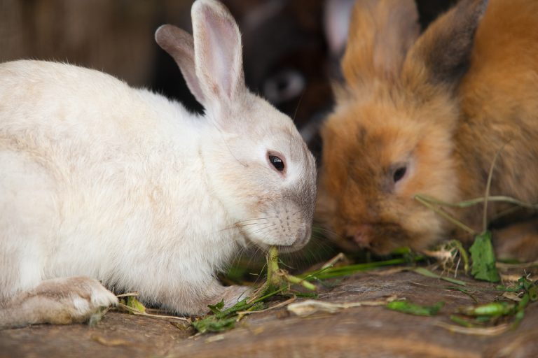 Can Rabbits Eat Spinach?