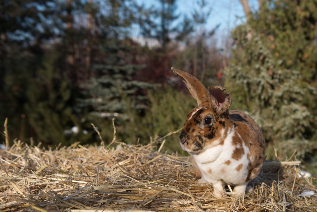 brown and whit rex rabbit in grass