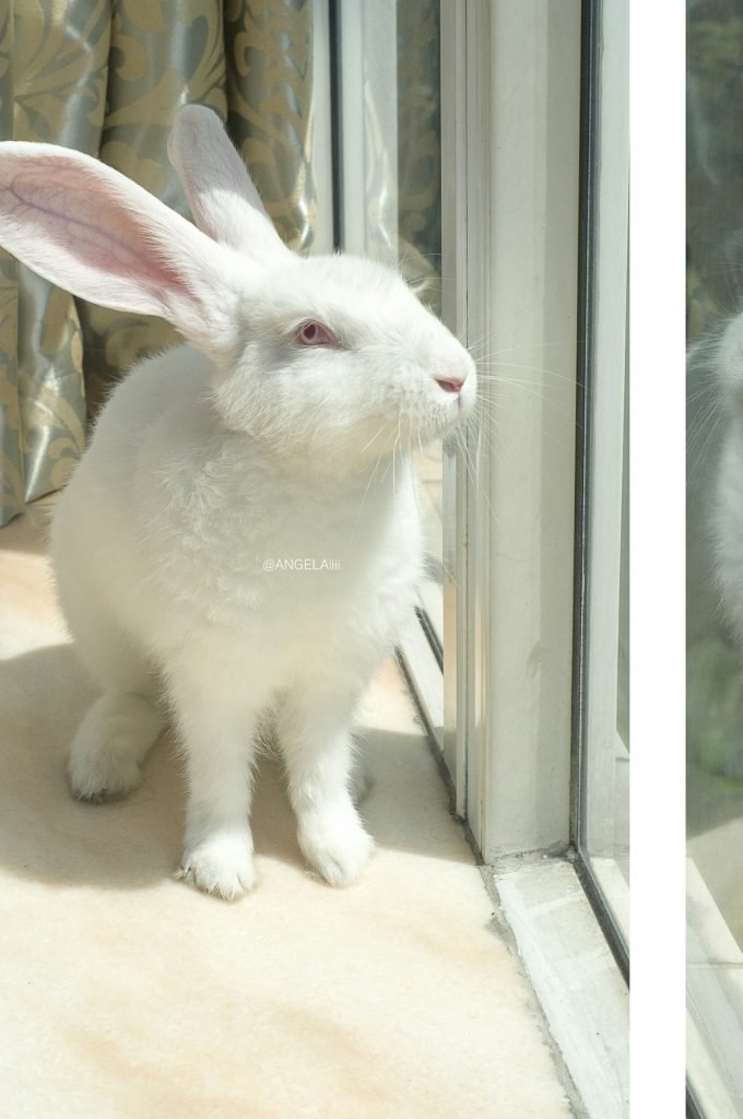 full length shot of a white rabbit