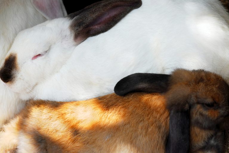 All About Rabbits Sleeping 
