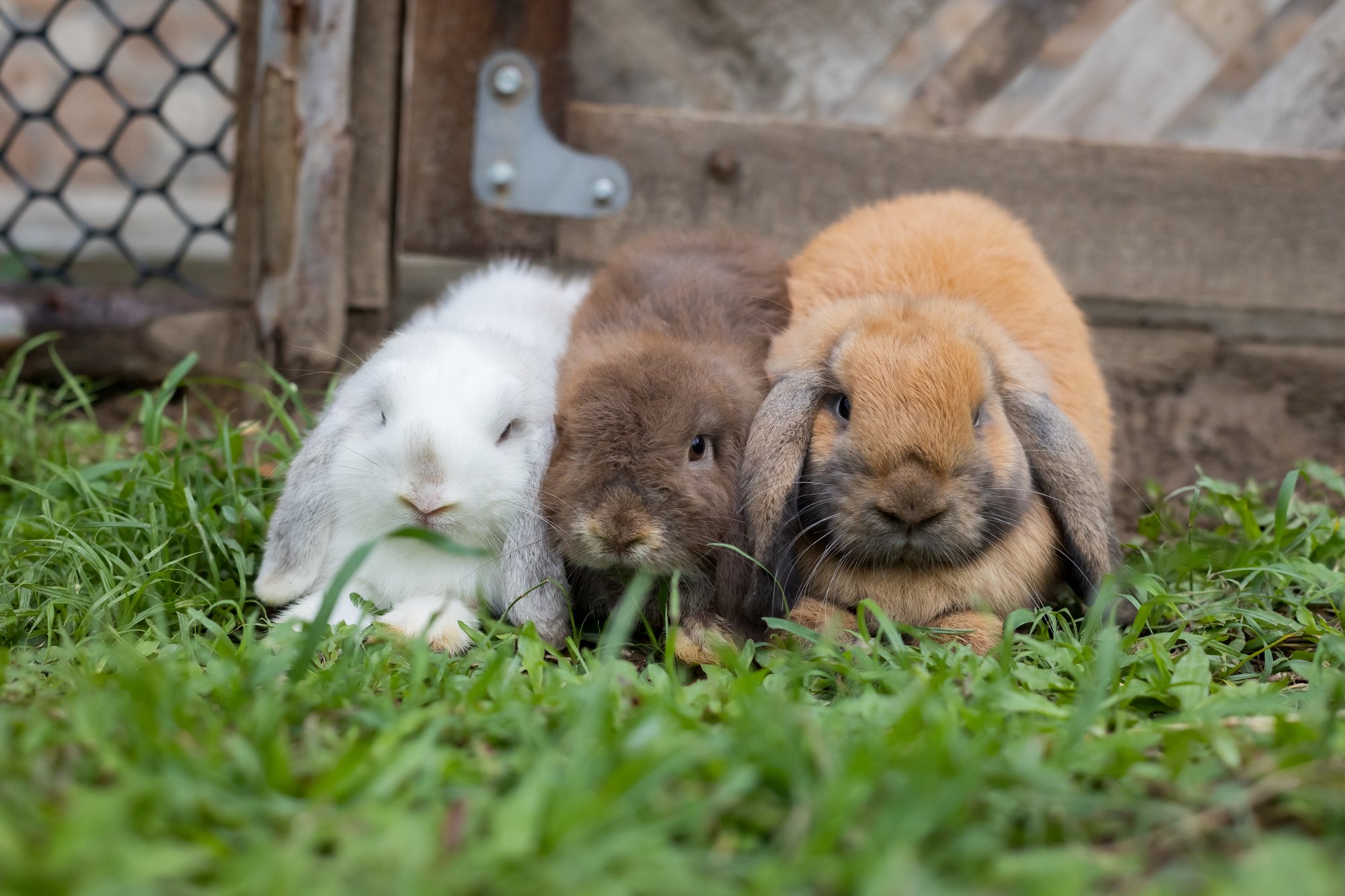 brown, white, and dark brown rabbits sitting next to each other