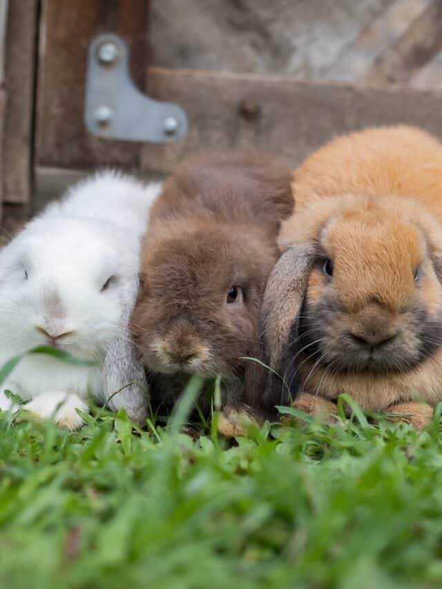 Breeds of Lop Rabbits Story
