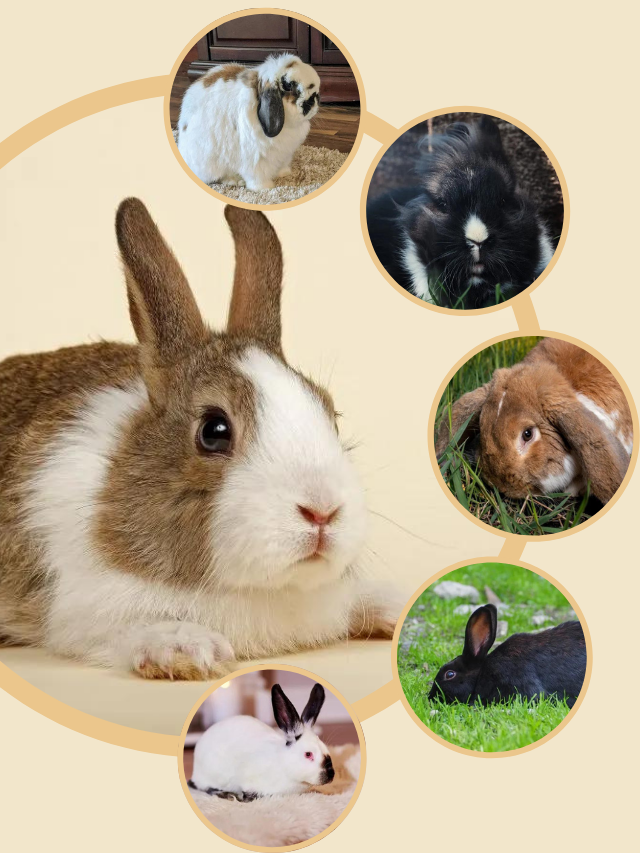 Which Breed of Rabbit is Most Child Friendly Story