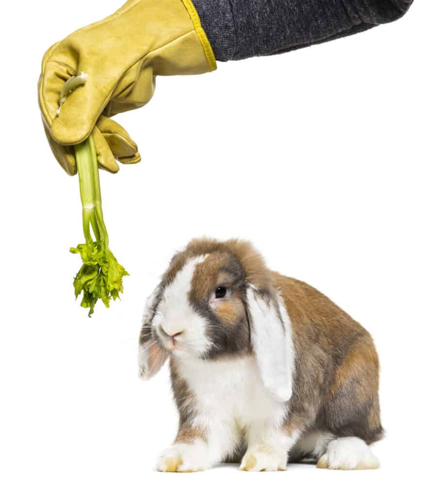 gloved hand holding celery