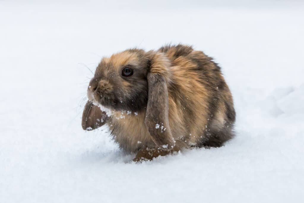 brown holland lop in snow.