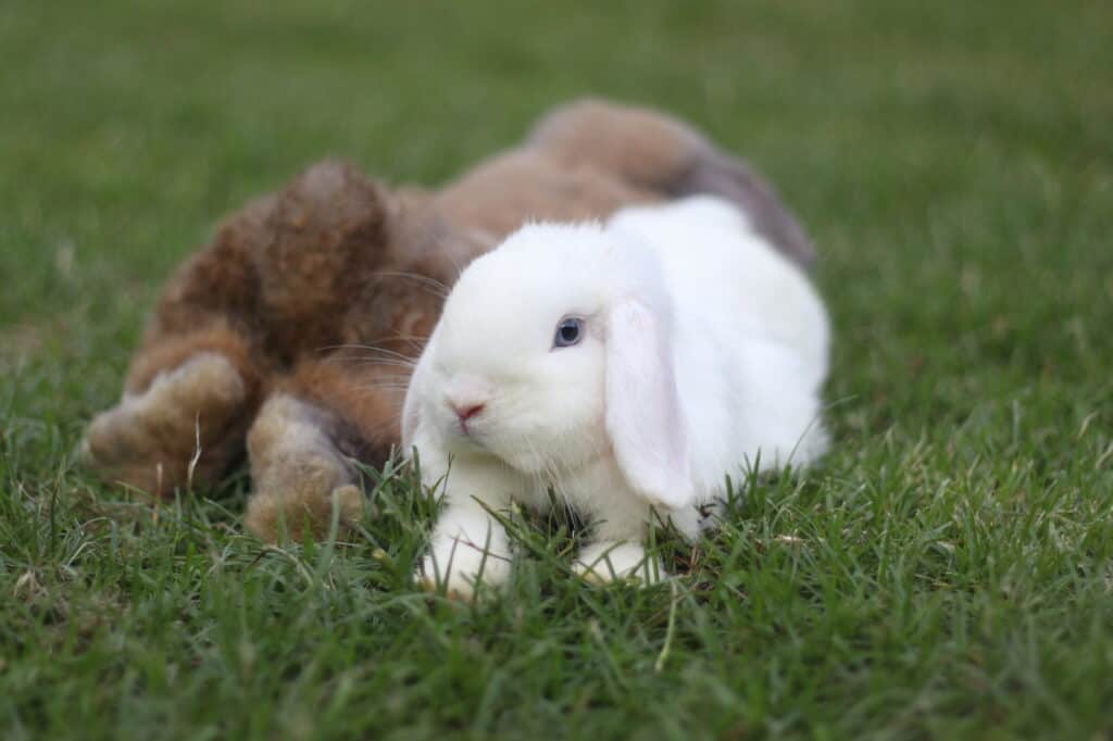 white and brown holland lops sitting together.
