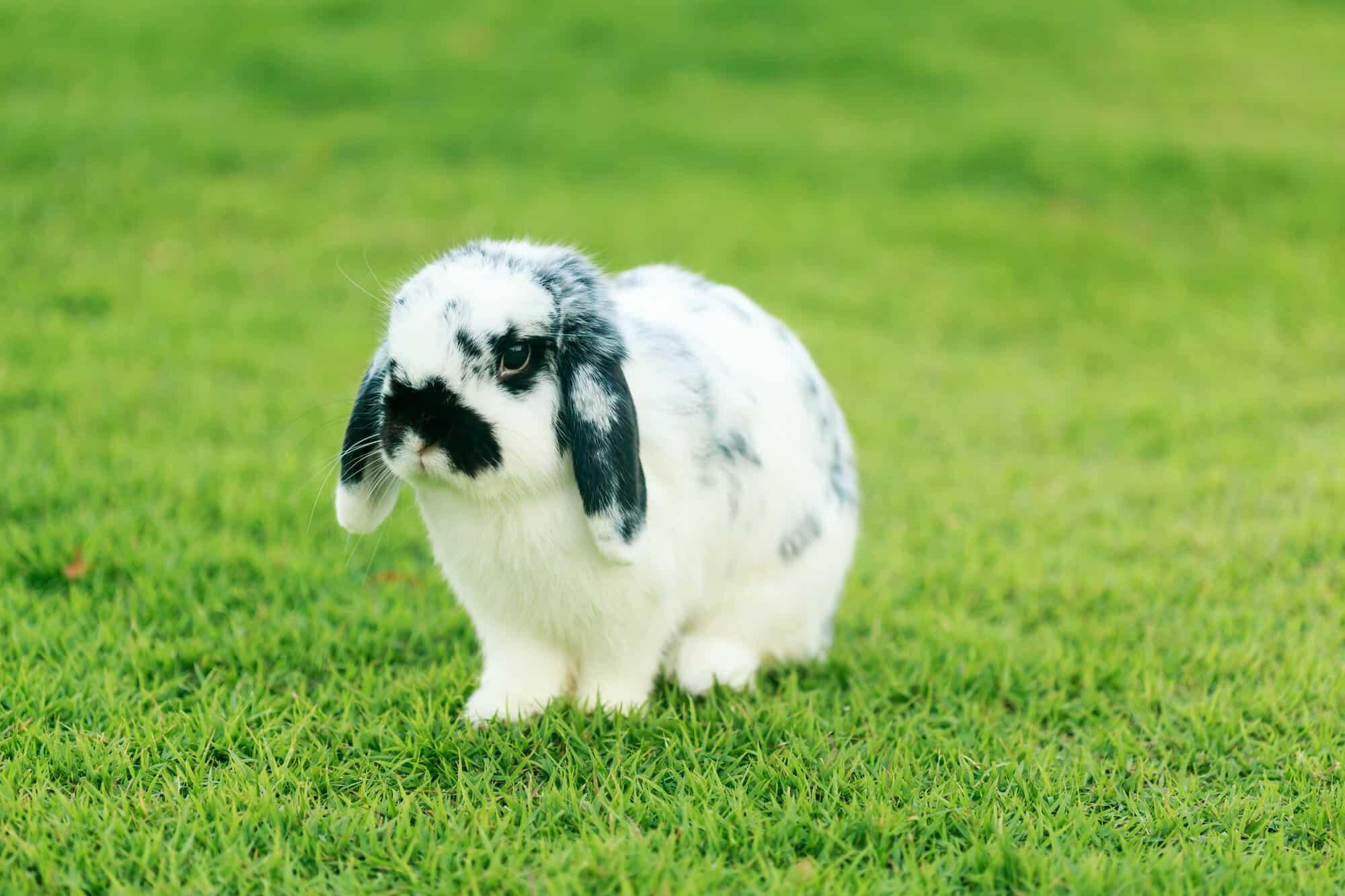 black and white holland lop on grass.