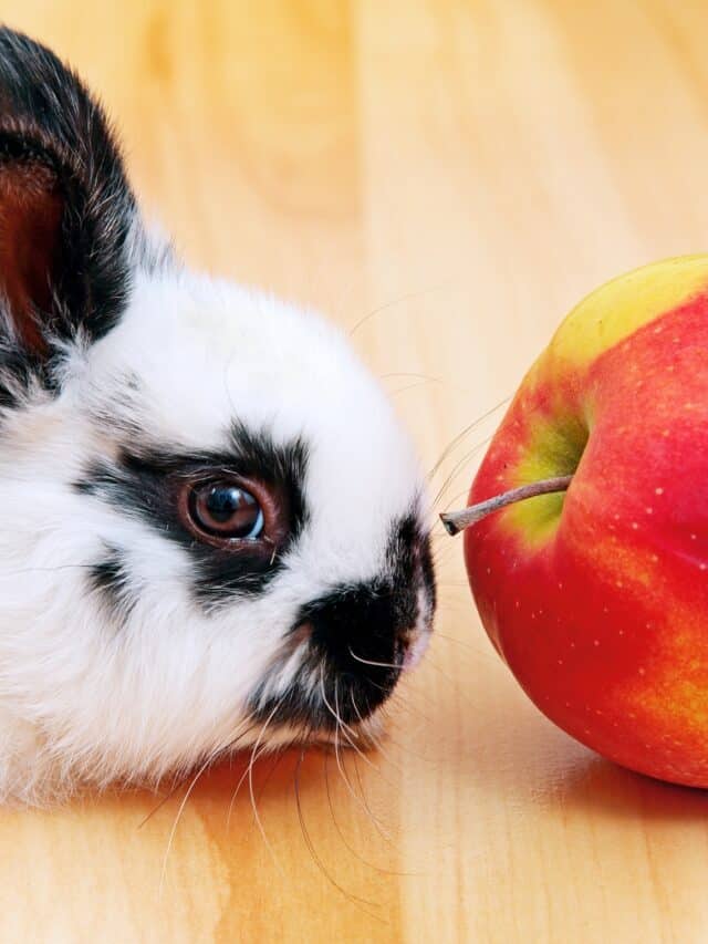 Do Rabbits Eat Apple Story