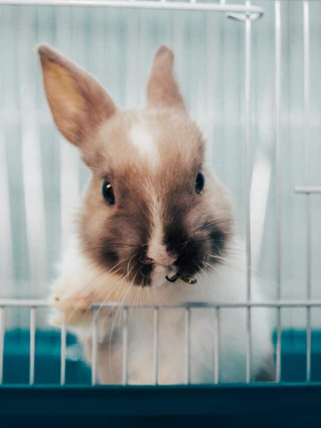 What Do Rabbits Need in Their Cage Story