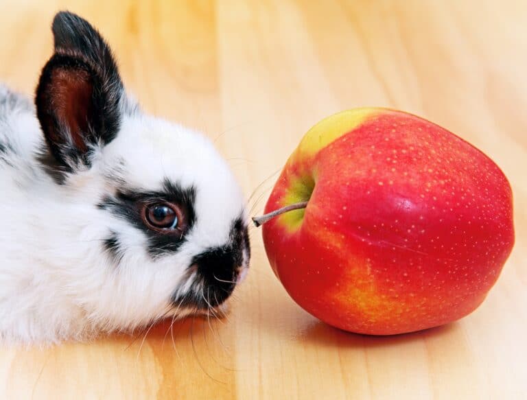 Do Rabbits Eat Apple? 