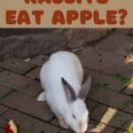rabbit eating apple.