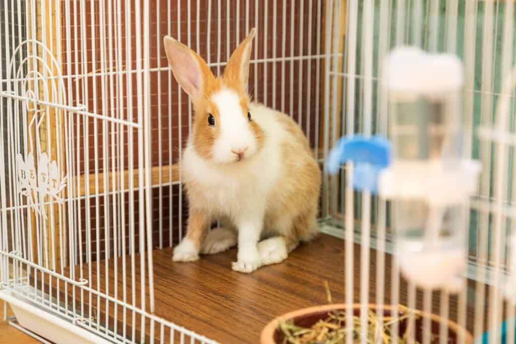 white and brown rabbit in cage.