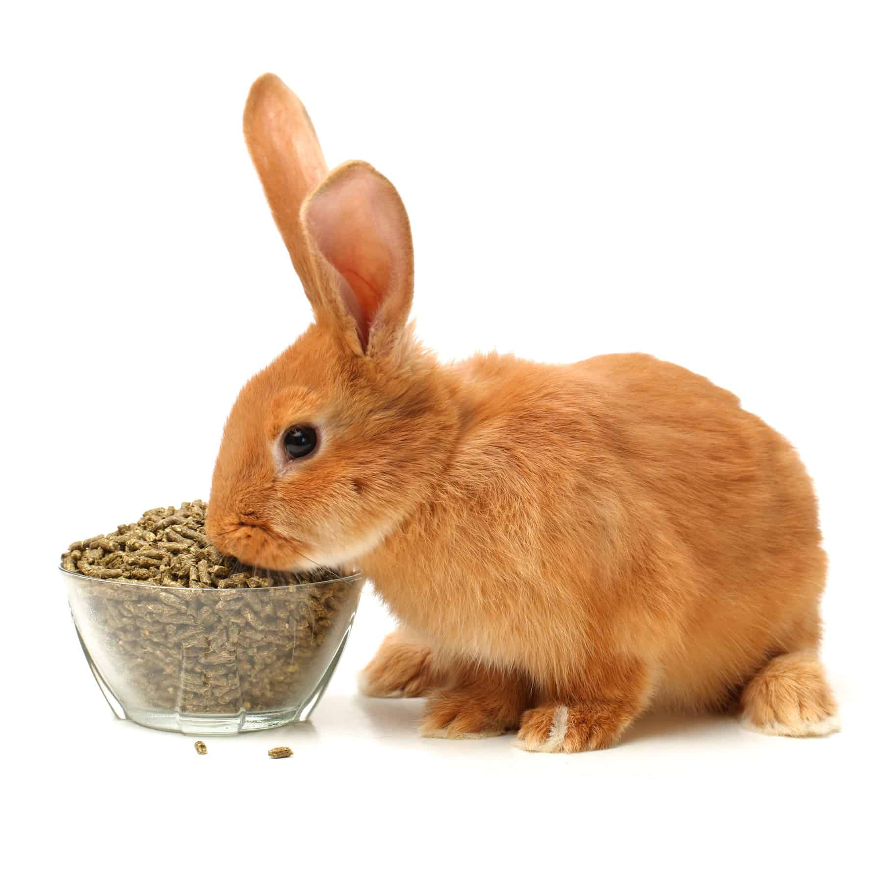 orange bunny eating out of a bowl.