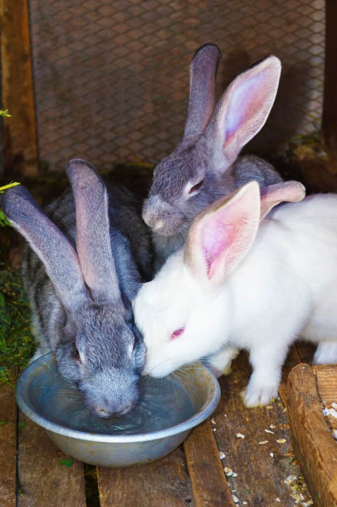 group of rabbits drinking from a dish.