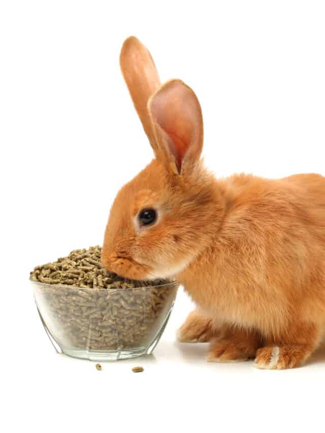 Can Rabbits Eat Cat Food Story