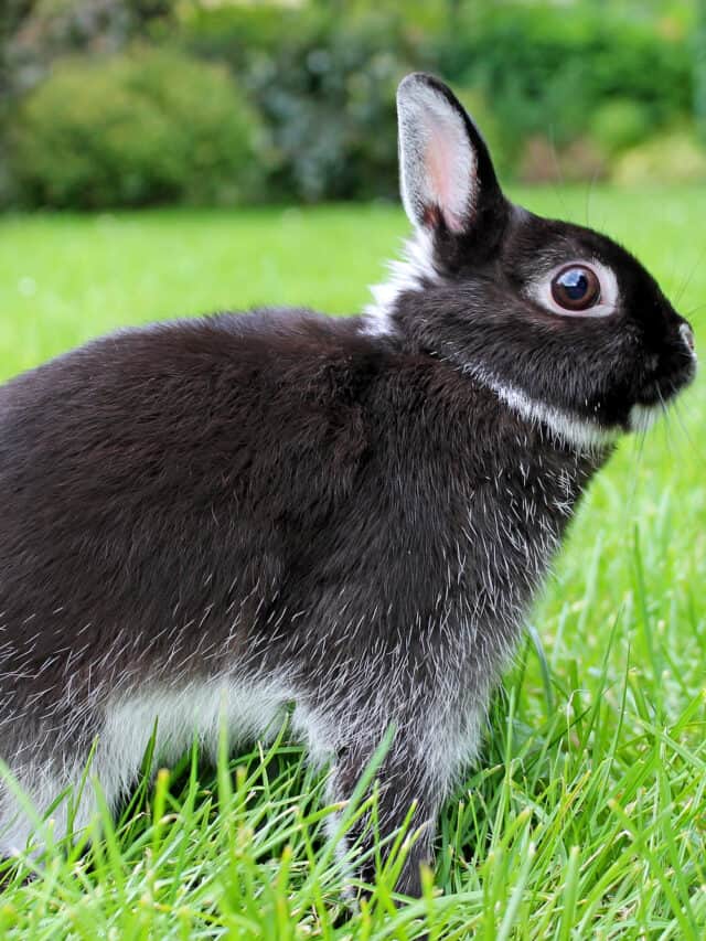 Netherland Dwarf Rabbit Colors   Story