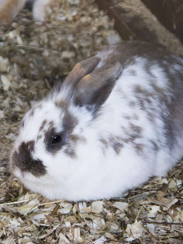 The Best Rabbit Bedding Options Story