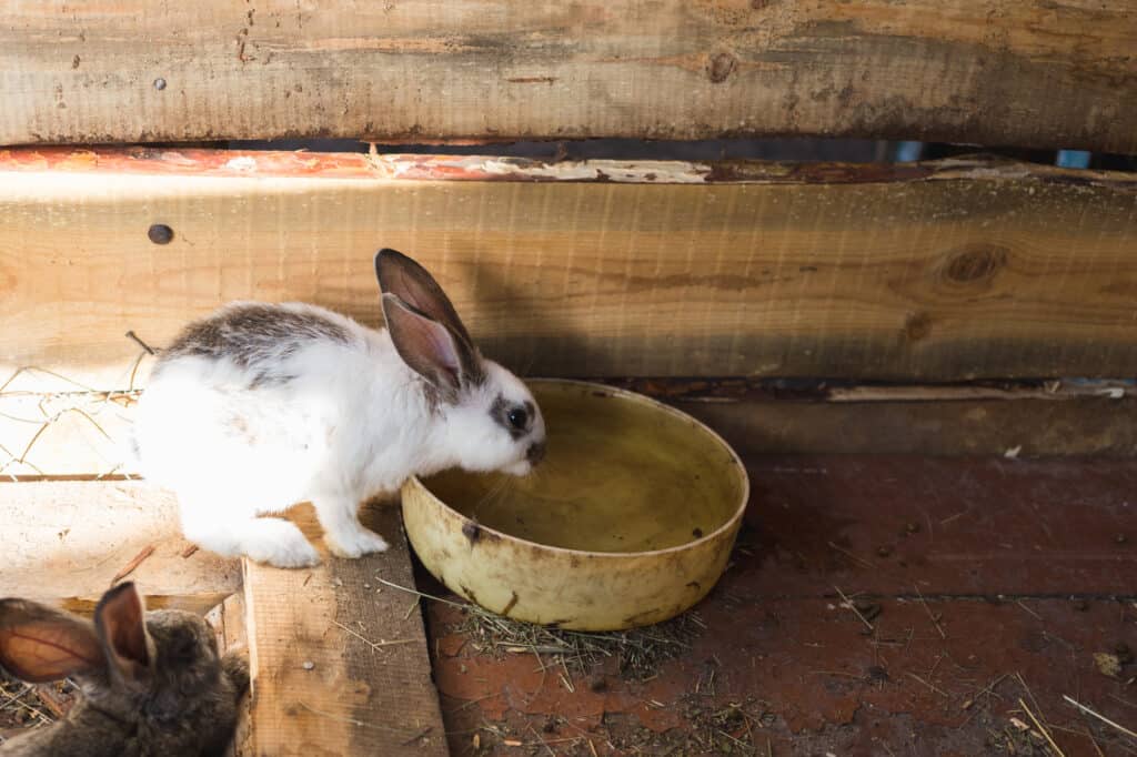 white rabbit drinking out of a dish.