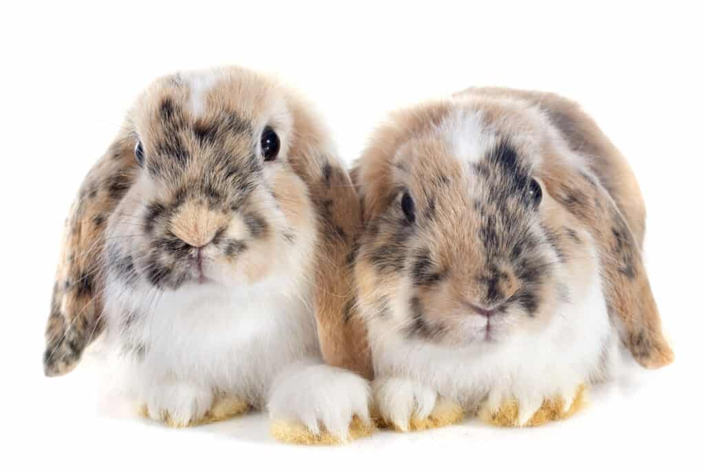 two brown harlequin holland lop rabbits.