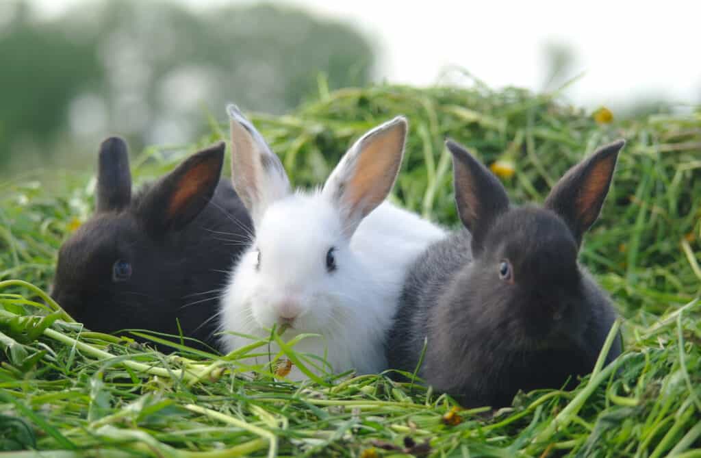 white and grey rabbits.