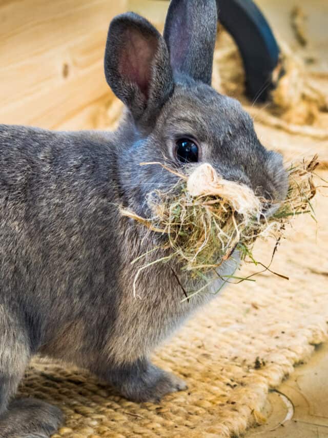 Do Rabbits Eat Meat Story