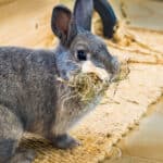 grey rabbit with a bunch of straw in its mouth.