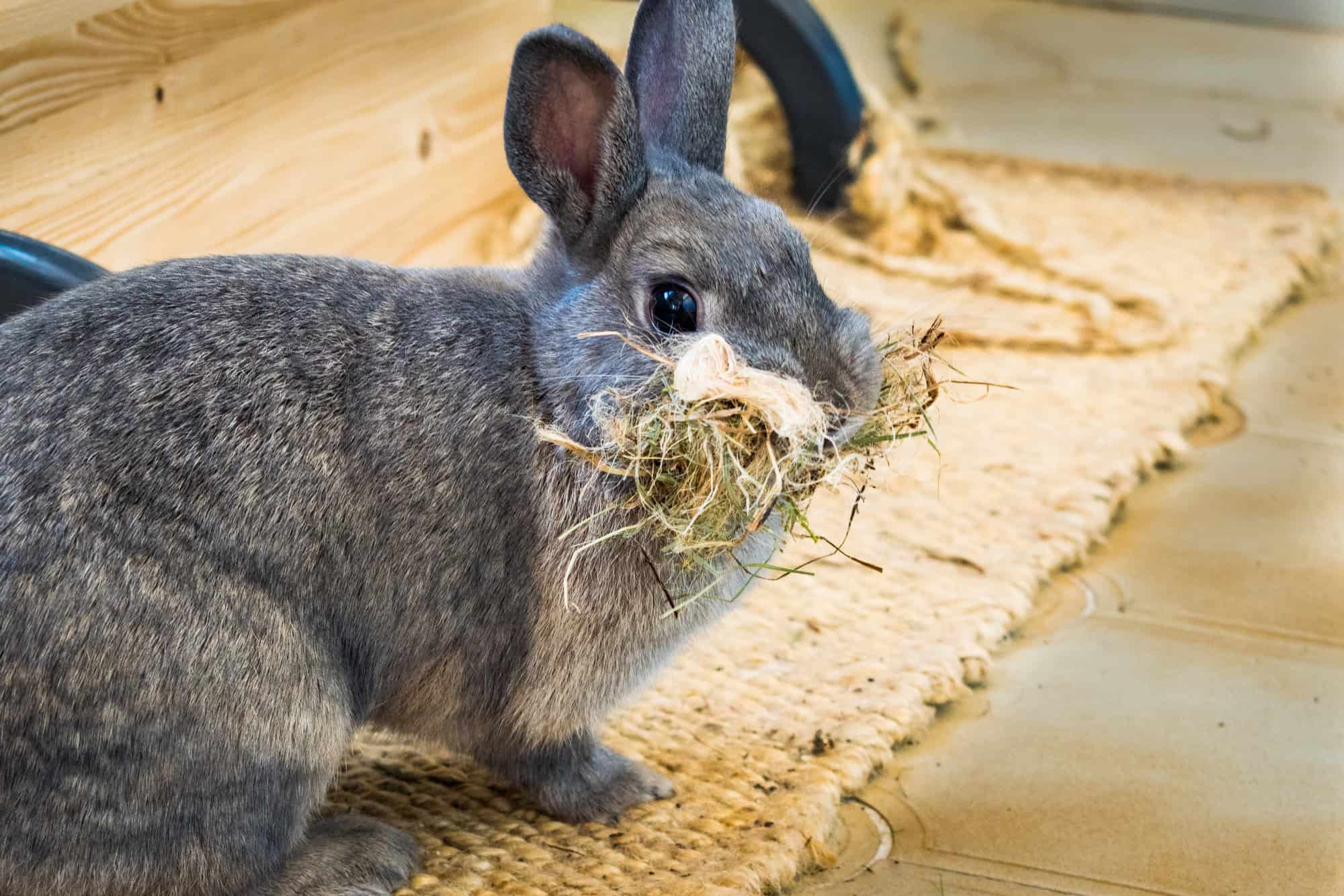 grey rabbit with a bunch of straw in its mouth.