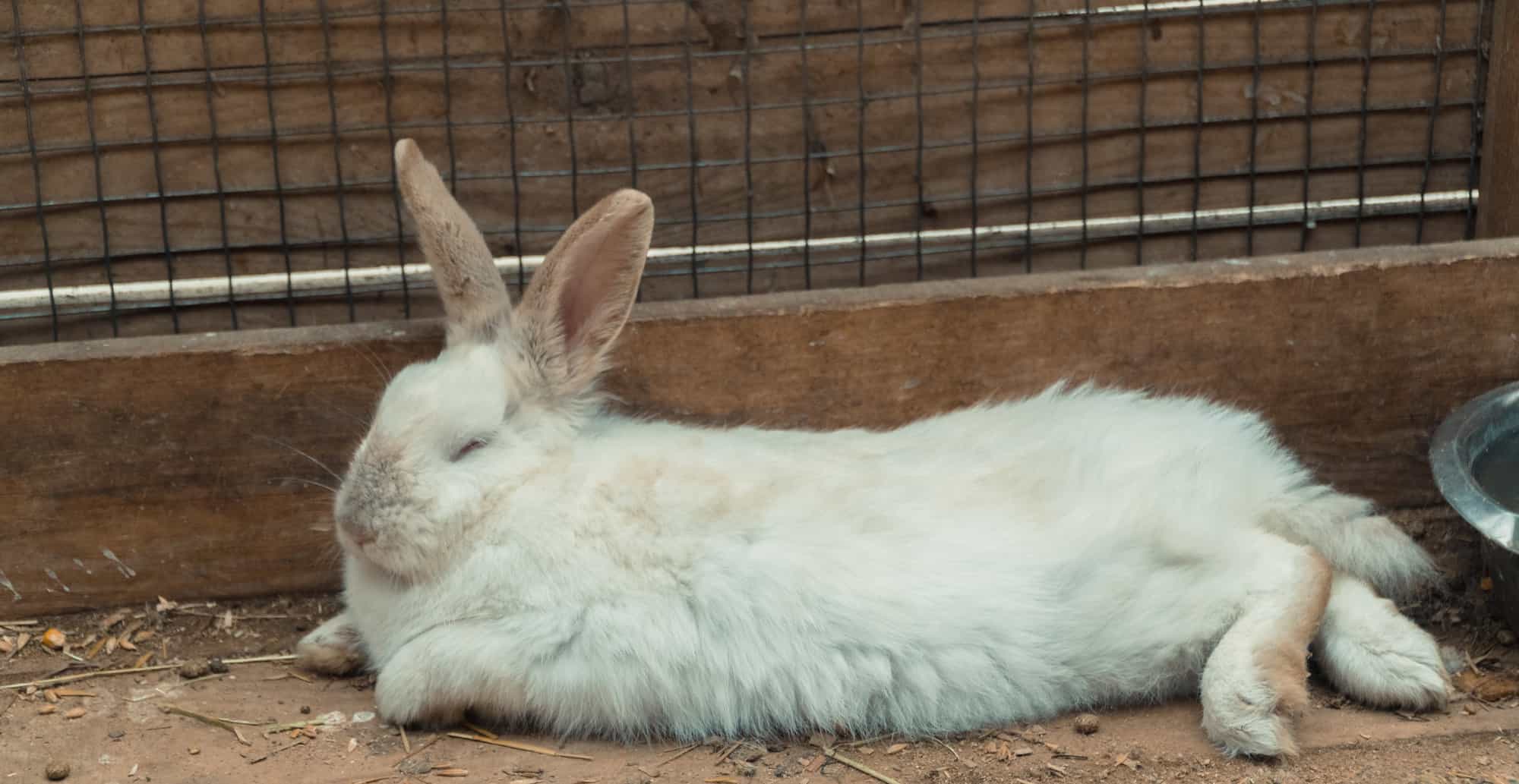 white rabbit sleeping on the floor.