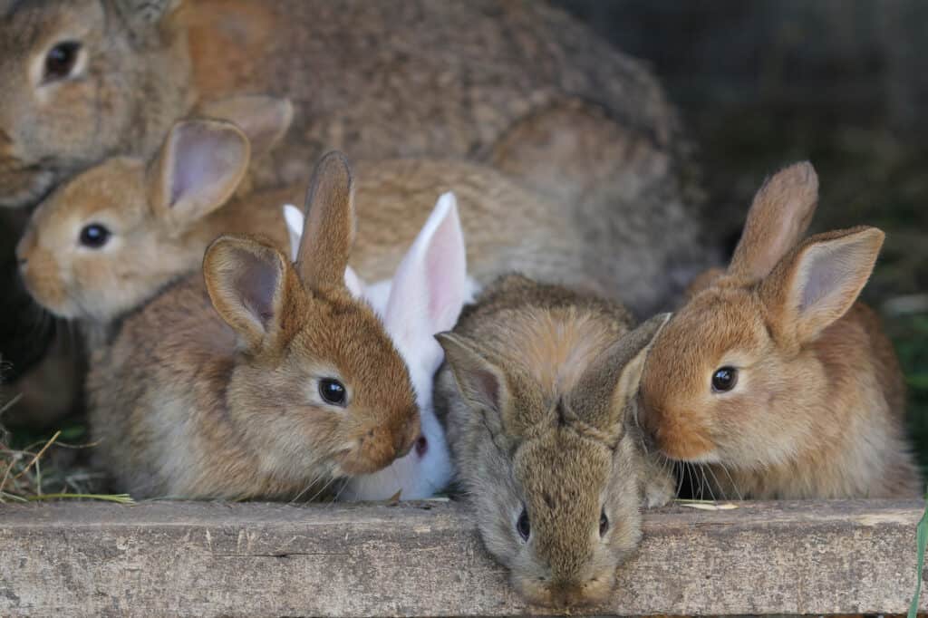 group of brown rabbits.