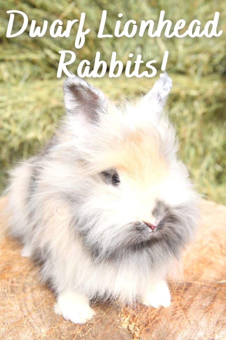The Dwarf Lionhead Rabbit Every Bunny
