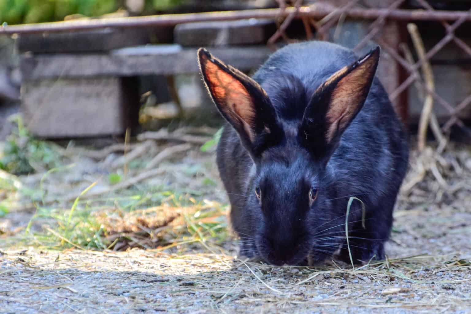 Netherland Dwarf Rabbit Colors Every Bunny