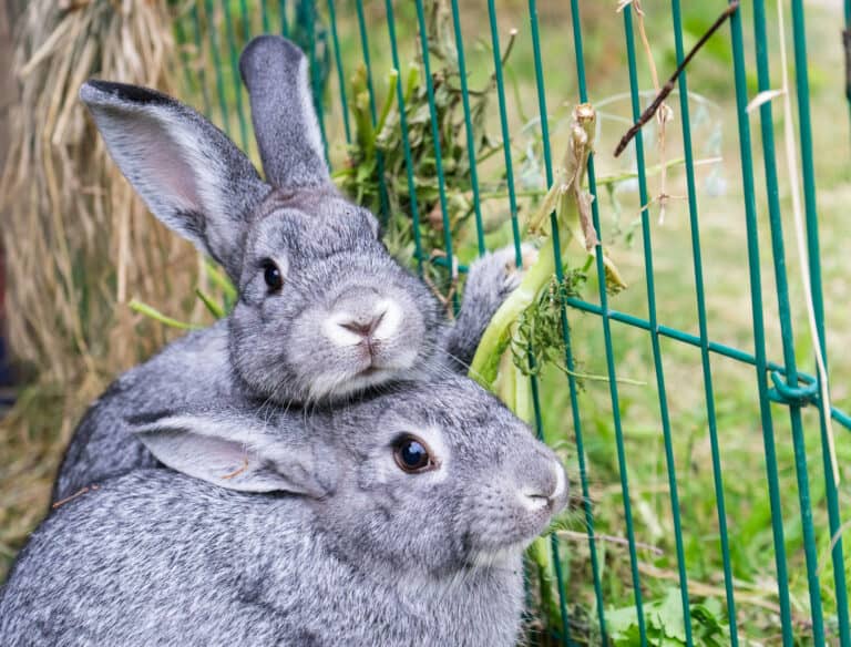 two chinchilla rabbits sitting together in grass.