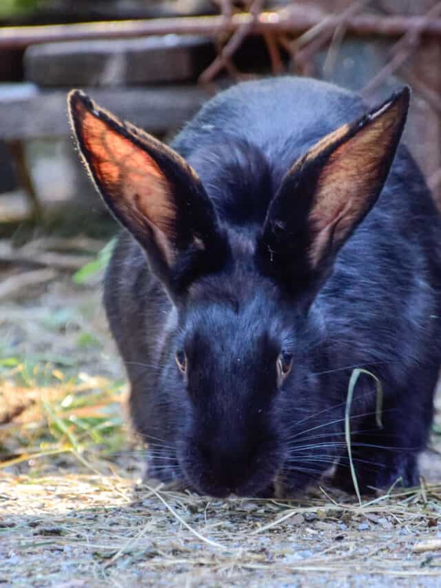 Blue Mini Rex Rabbit: History, Facts, Care & More Story