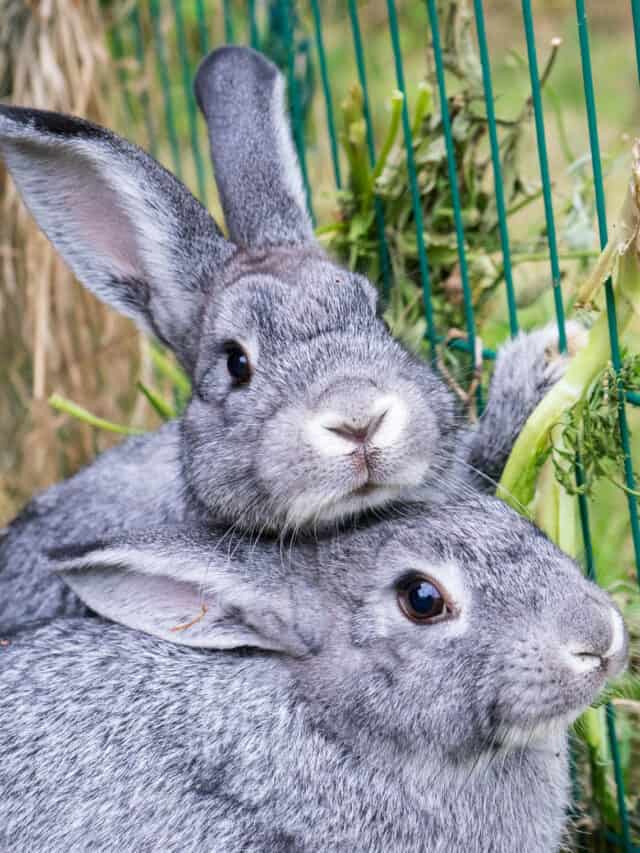 All about the Chinchilla Bunny Story
