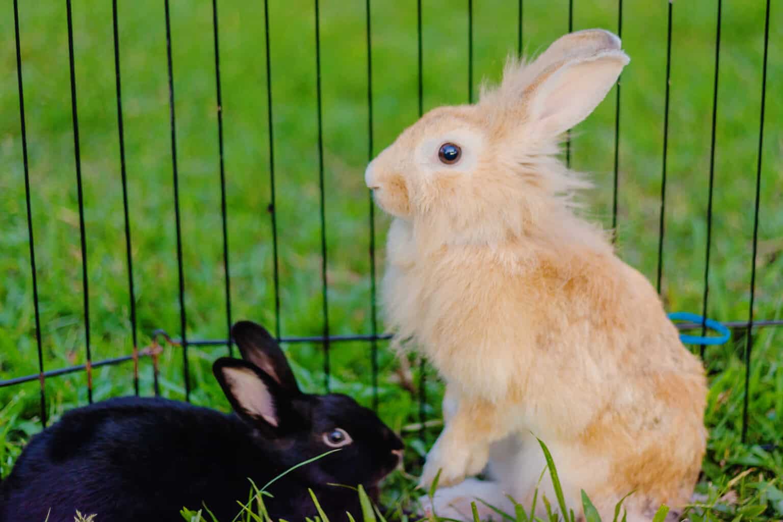 how-long-do-lionhead-rabbits-live-complete-guide-to-their-lifespan
