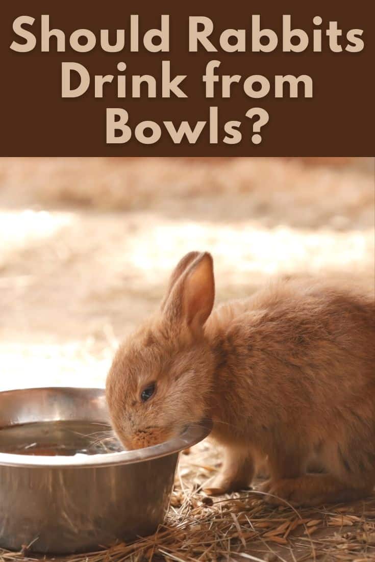 Can Rabbits Drink Out of Bowls? Every Bunny