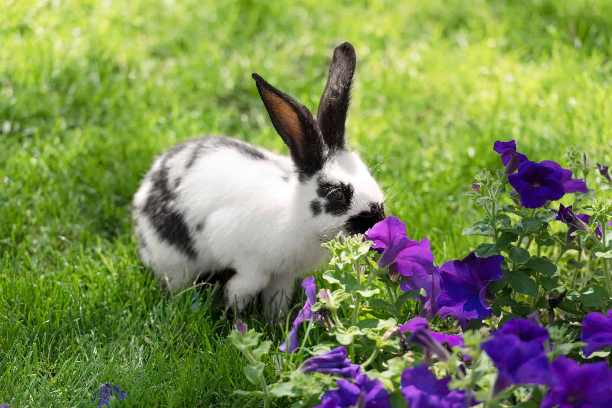 rabbit sniffing flowers.