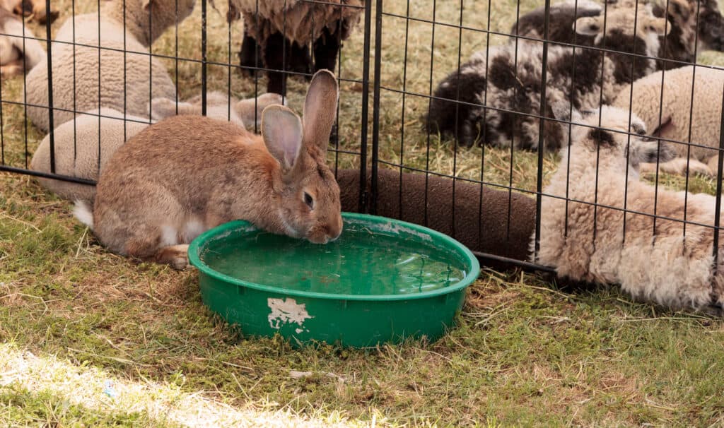 brown rabbit drinking from green bowl.